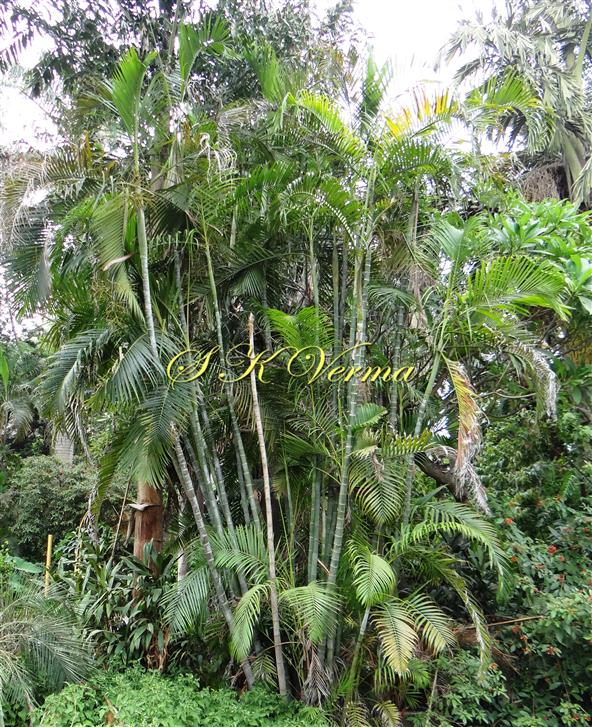  Plants